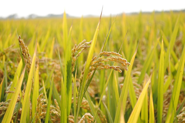 Single Polished Rice Benefits